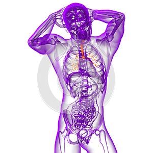 3d render medical illustration of the bronchi