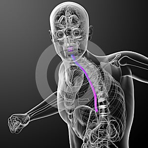 3d render medical illustration of the esophagus