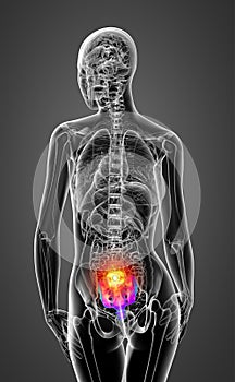 3d render medical illustration of the female sacrum bone