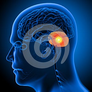 3d render medical illustration of the human brain cerebrum