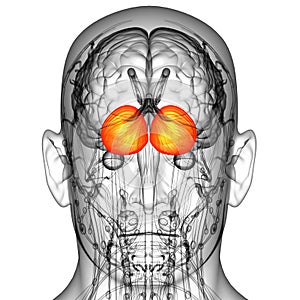 3d render medical illustration of the human brain cerebrum