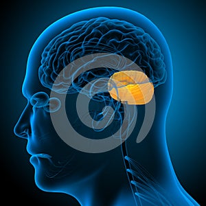 3d render medical illustration of the human brain cerebrum