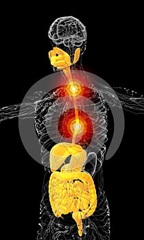 3d render medical illustration of the human digestive system