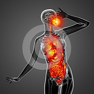 3d render medical illustration of the human digestive system and respiratory system