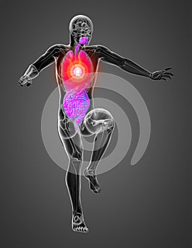 3d render medical illustration of the human digestive system and respiratory system