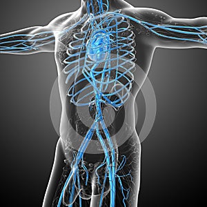 3d render medical illustration of the human vascular system