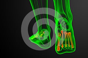 3d render medical illustration of the metatarsal bones