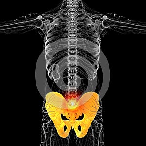 3d render medical illustration of the pelvis bone