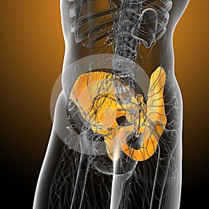 3d render medical illustration of the pelvis bone