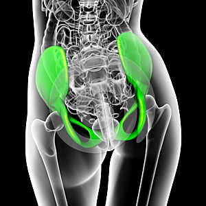 3d render medical illustration of the pelvis bone