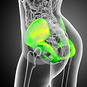 3d render medical illustration of the pelvis bone