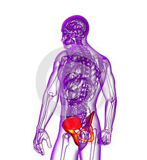 3d render medical illustration of the pelvis bone