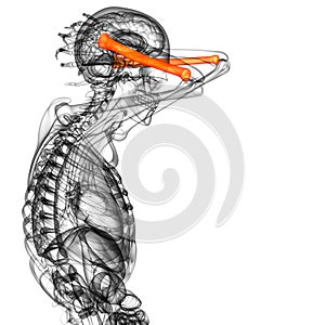 3d render medical illustration of the radius bone