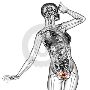 3d render medical illustration of the Reproductive System