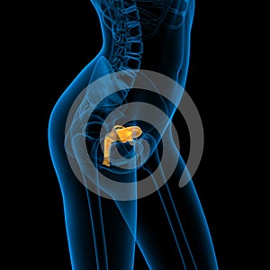 3d render medical illustration of the Reproductive System