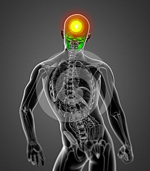 3d render medical illustration of the skull