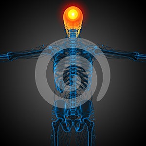 3d render medical illustration of the skull