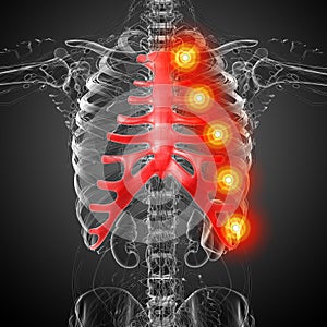 3d render medical illustration of the sternum and cartilage