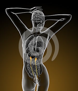 3d render medical illustration of the ureter