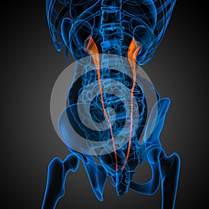3d render medical illustration of the ureter
