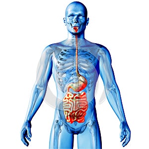 3D render of a medical image of a male figure with guts highlighted