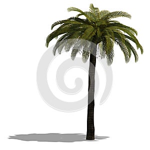 3D Render of a palm tree