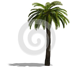 3D Render of a palm tree