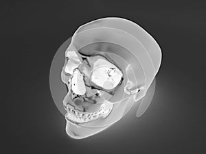 3D render of a x-ray human scull