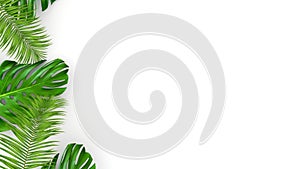 3D render of realistic palm leaves on white background for cosmetic ad or fashion illustration. Tropical frame exotic