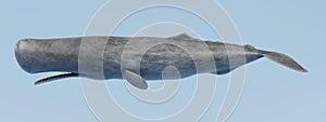 3D Render of Sperm Whale