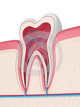 3d render of tooth in gums with nerves and blood vessels