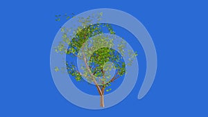 3d render of a tree rotating on a blue background
