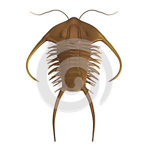 3d render of trilobite