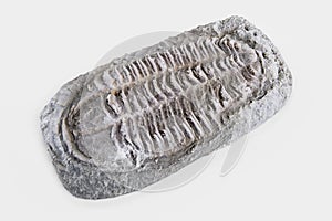 3D Render of Trilobite Fossil