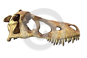 3D render of Tyrannosaurus Rex Skull isolated on white.