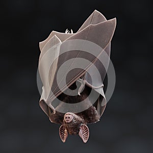 3D Render of Vampire Bat