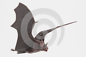 3D Render of Vampire Bat