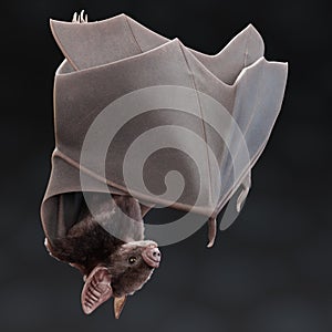 3D Render of Vampire Bat