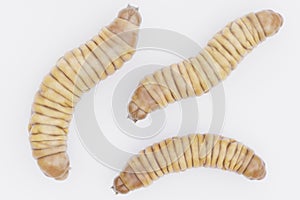 3D Render of Wax Worms