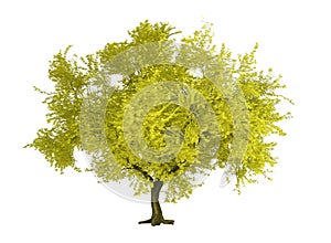 3d render : Yellow maple tree plant in autumn, plenty of leaves isolated , include clipping path, PNG transparent