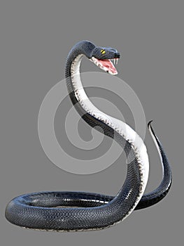 3d rendered black viper