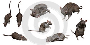 3D rendered brown rats in different poses