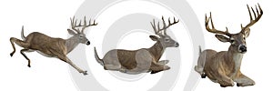 3D rendered deer in four different poses