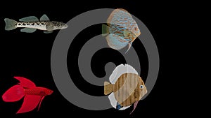 3D rendered fish isolated on black background. Fishy Trios,Betta Fish, Discus