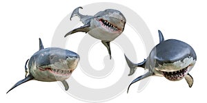 3D rendered great white shark in different poses isolated on a white background.