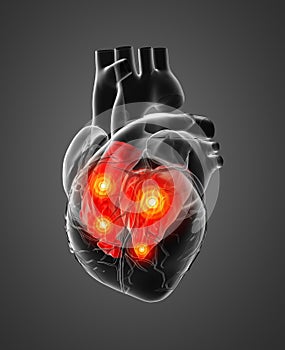 3d rendered of the human heart