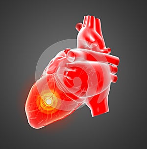 3d rendered of the human heart