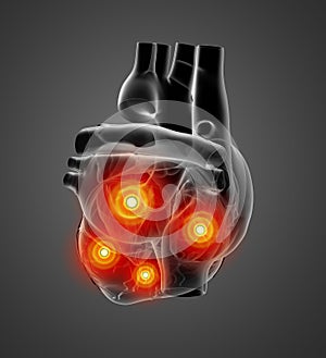 3d rendered of the human heart