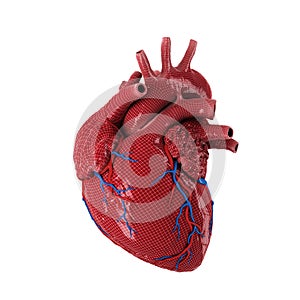 3d rendered human heart.