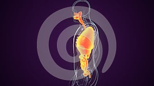 3d rendered illustration of a  body shape with organs